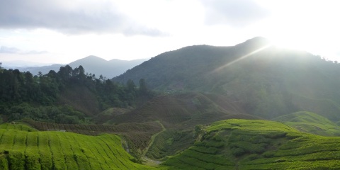 Tea Plantation During Sunrise