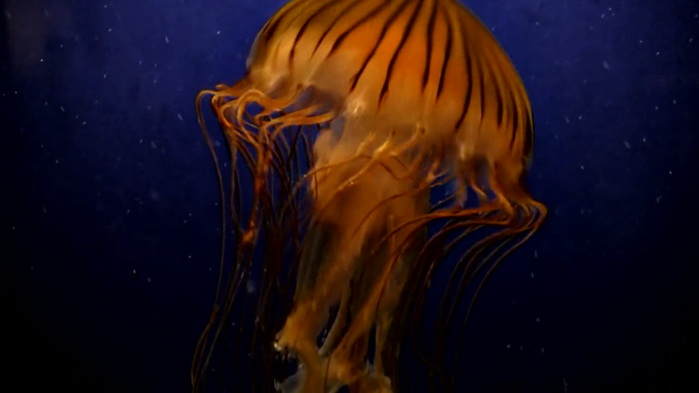 Volor Flex - Venus (+Jellyfish)